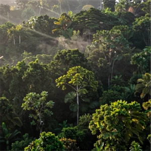 Konservasi Hutan Adat Sebagai Benteng Pertahanan Krisis Iklim